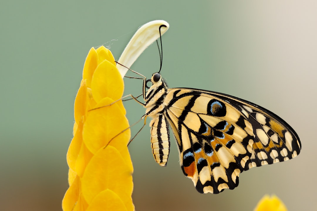 Gele vlinder: wat dit vrolijke insect je wil vertellen